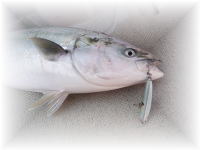 ★カーペンターDJ83ML 強化レギュラーモデル カーペンター ディスカバリージャーニー DJ83ML 株式会社 カーペンター